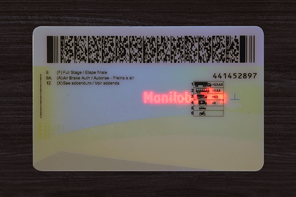 Manitoba Fake ID (2026 Version)